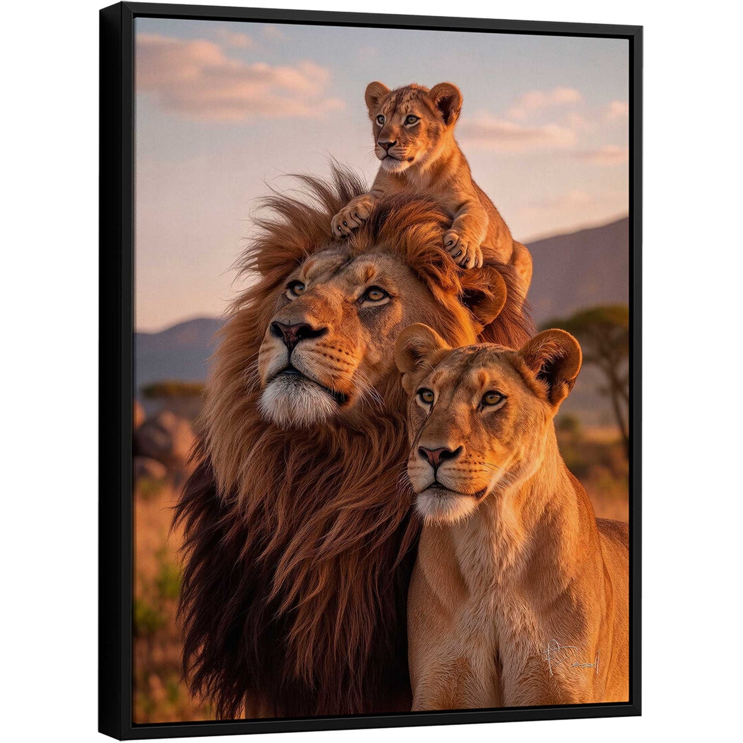 Male lion with cub on his mane at dusk.