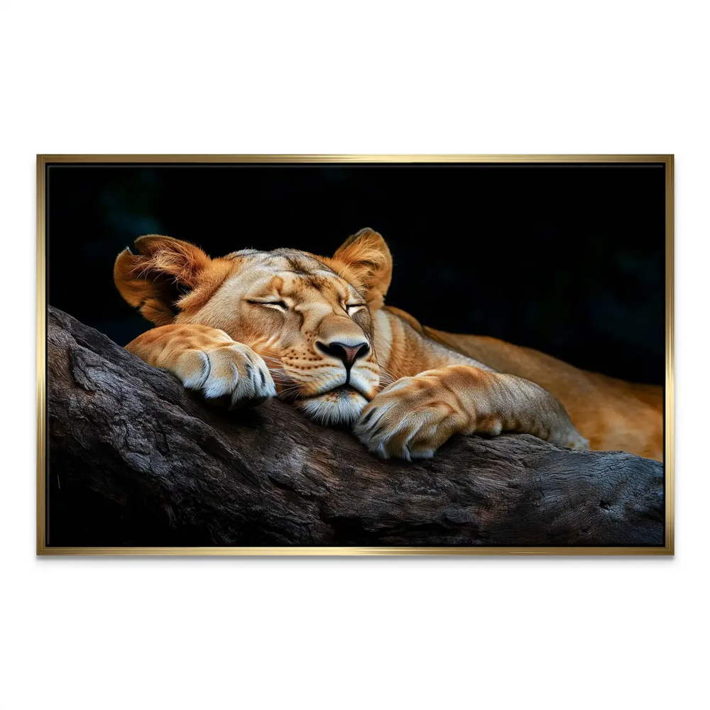 Wall art of a sleeping lioness for living room or office decor.